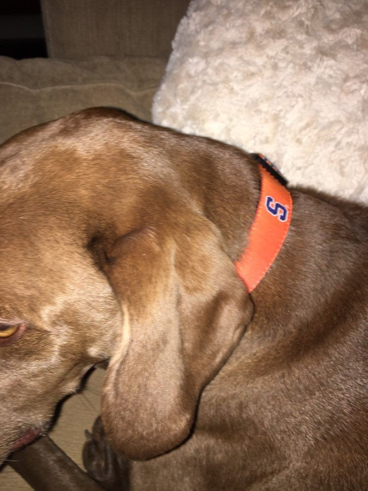 Syracuse University Dog Collar